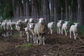 Sheep Herd on fenced Pasture at forest