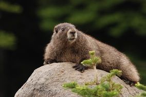 wild furry marmot on a stone in America