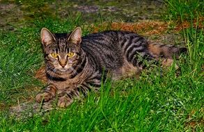 Domestic cat on the grass