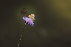 closeup picture of meadow brown butterfly on purple plant