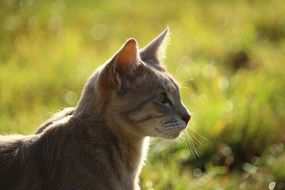 portrait of a well-bred cat