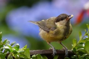 great Tit, Parus Major, young Bird