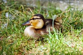 duck in the meadow