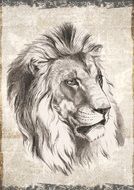 Wild Lion picture