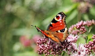 Peacock orange Butterfly on the inflorescence close-up on a blurred background
