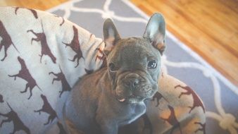 perfect beautiful Puppy French Bulldog