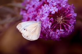 lovely Cabbage White butterfly