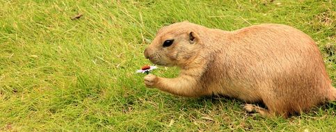 cute gopher and chamomile