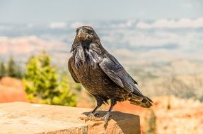 Bird Crow