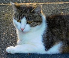 big cat napping on asphalt