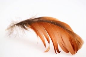 orange brown goose feather