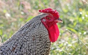 cock is walking in the field