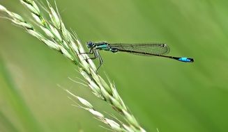 blue dragonfly on wheat