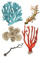 Coral Collage drawing