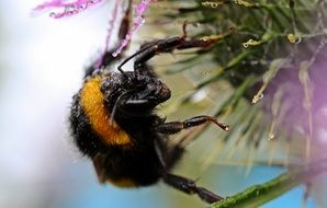 insect on a thistle flower