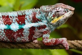 colored chameleon on a rope