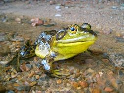 green freshwater frog in a pond