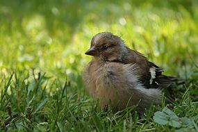 Chaffinch, Fringilla Coelebs, Bird sitting on grass