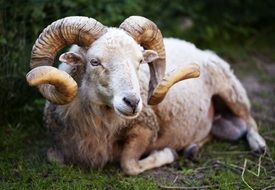 sheep is resting on the grass