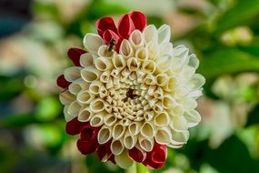 dahlia garden