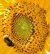 bee on the yellow sunflower