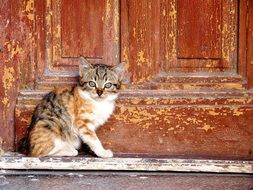 Cat Cute at doors