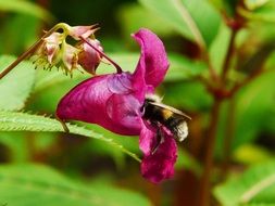 bee in spring flower