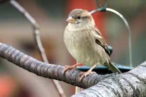 brown little sparrow on branch