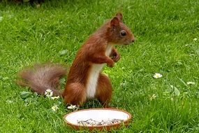 brown big squirrel on green grass