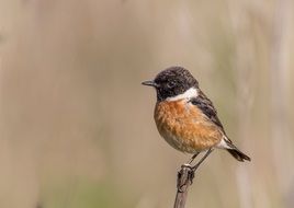 small european stonechat