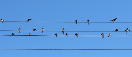 Swallows on wire