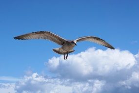 seagull over the Baltic Sea