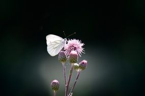 white butterfly on a wildflower on a dark background