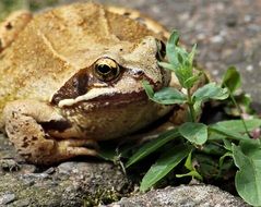 Wildlife photography of Frog