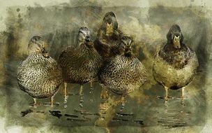 The picture with five ducks on water