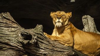 lioness on a tree trunk