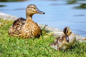 duck mother with duckling