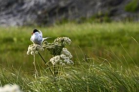 seagull on a flower in Iceland