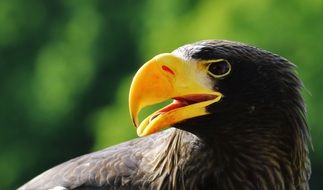 Stellar Sea Eagle with yellow beak closeup