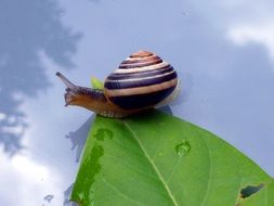 striped snail on a green leaf close up