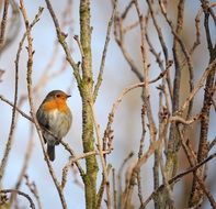 Robin Songbird Bird
