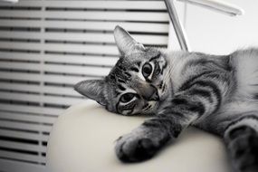 Cat lying on side looking straight