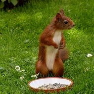 cute red squirrel in the garden