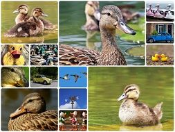 Duck Collage