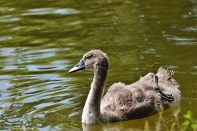 fluffy brown swan in the lake