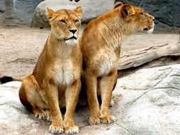 two lionesses in the zoo