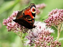 peacock butterfly on the summer flower