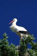 Stork Bird Park