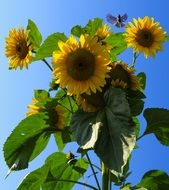 cute lovely Sun Flower