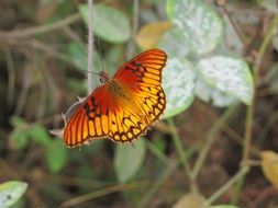 gulf fritillary butterfly with beautiful colorful wings